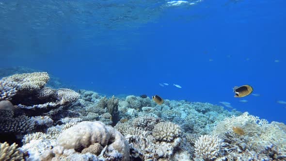 Marine Life Tropical Fish Garden