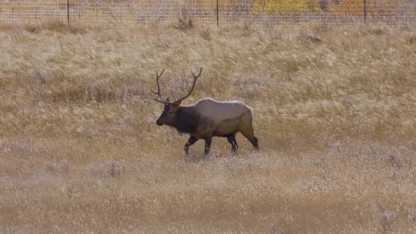 A herd of wild elks in the Rocky Mountain National Park