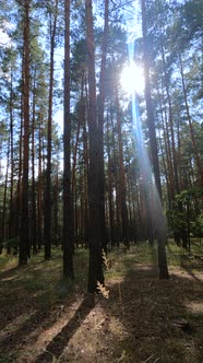 Vertical Video of a Forest with Tall Pines