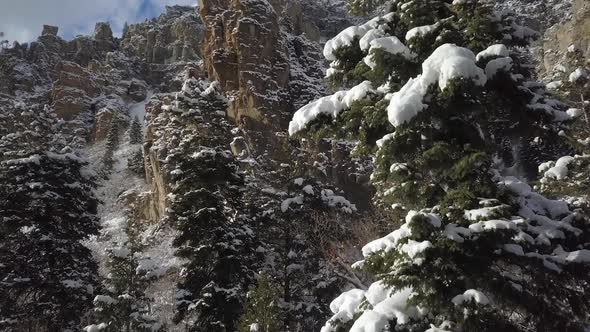 View of tree covered in snow while flying to the top