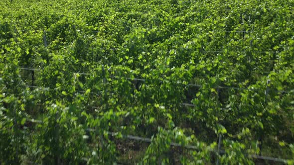 Vineyards organic agriculture cultivation aerial view