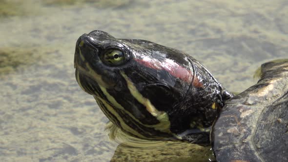 Turtle Head On The Water Surface