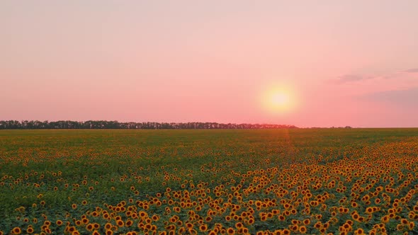 Sunflower Field at Pink Dawn