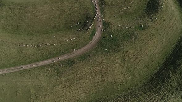 Aerial top-down tracking over the western gate ramparts of Maiden Castle. Sheep can be seen gatherin