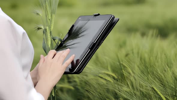 Agronomist hands with a tablet on the background of a wheat field