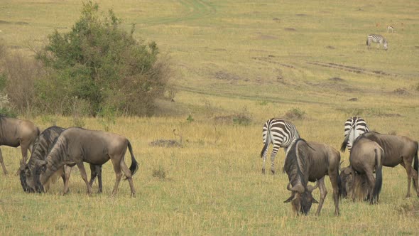 Gnus and zebras in Masai Mara