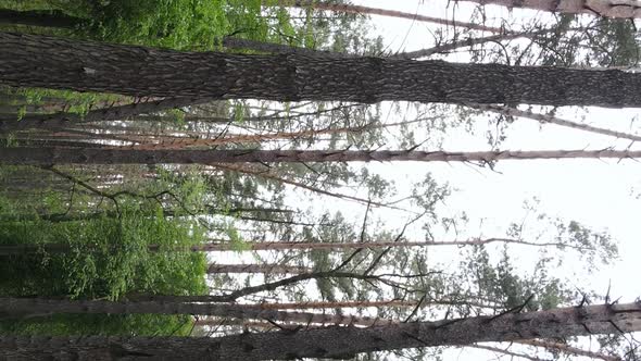 Vertical Video of a Forest with Pine Trees