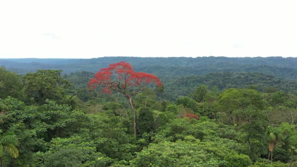 Aerial view of ceibo, a tropical tree, flowering with red flowers in the green canopy