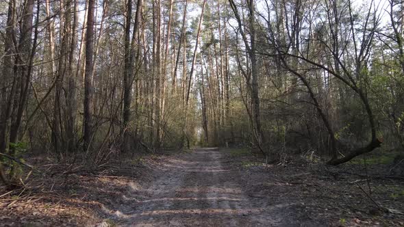 Aerial View of the Road Inside the Forest