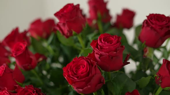 Red Roses