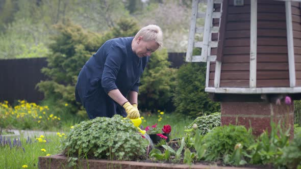 Beautiful Woman Farmer Takes Care of Garden, Watering Flower Bed in Backyard