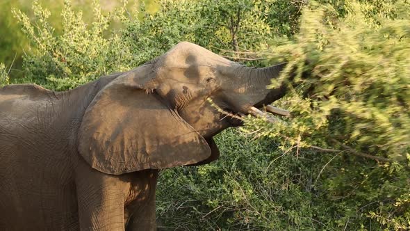 Feeding African Elephant - Kruger National Park