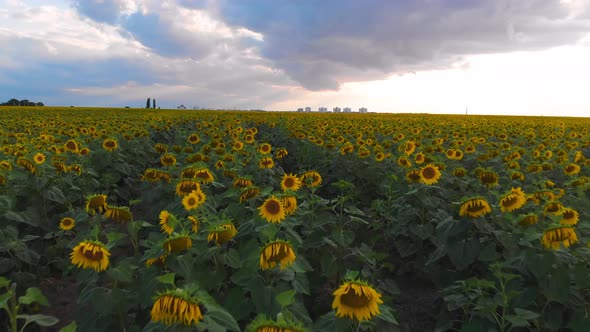 Flight Over a Field with Sunflowers Against a Background of Thunderclouds