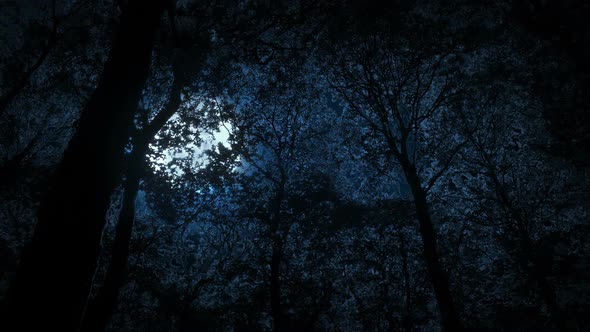 Large Scary Moon Behind The Forest Glowing