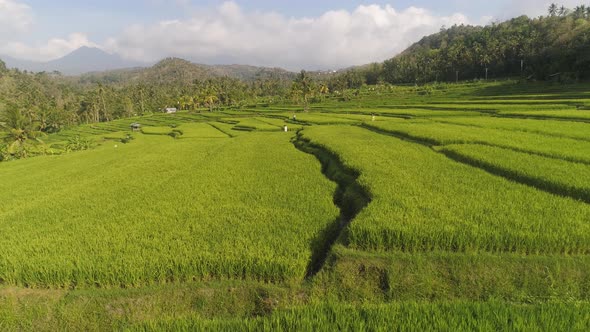 Rice Terraces and Agricultural Land in Indonesia