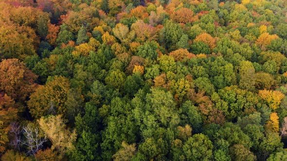 Drone fly over an autumn trees tops forrest park 