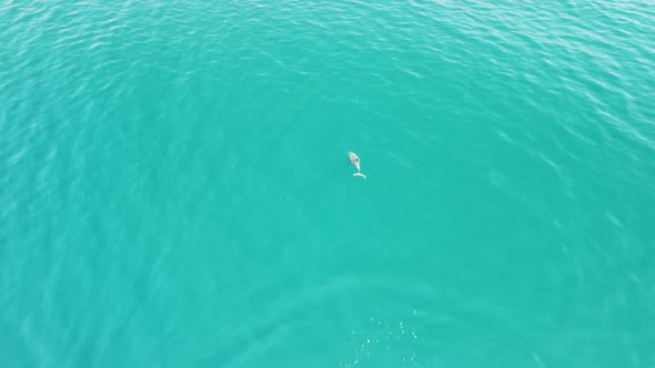 Aerial View of the Dolphins Slowly Swimming in Crystal Clear Calm Turquoise Waters