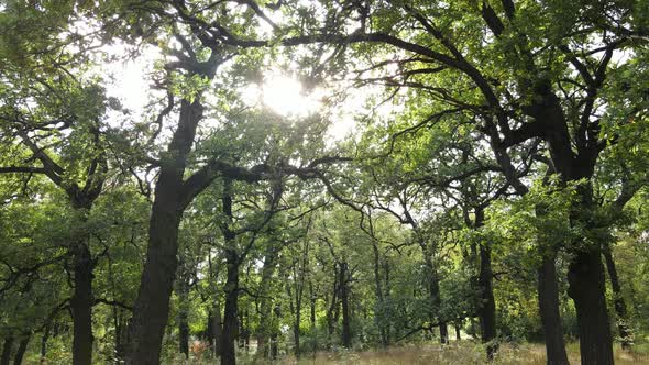 Aerial View of Green Forest in Summer. Ukraine. Slow Motion