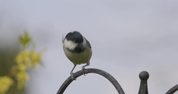 Coal Tit Small Song Bird Slow Motion