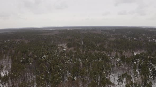 Tops Of Snow Covered Trees In The Forest