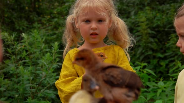 Two Beautiful Little Girls are Looking at the Cute Little Chickens