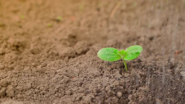 Young Green Leaves of Zucchini Sprout are Poured with Water Closeup