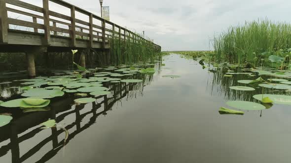 Overlfy of mangrove swamp. Lily pads. Water lily. Marshland Vegetation. Quagmire