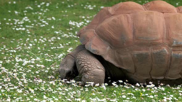 Aldabra Giant Tortoise Eating