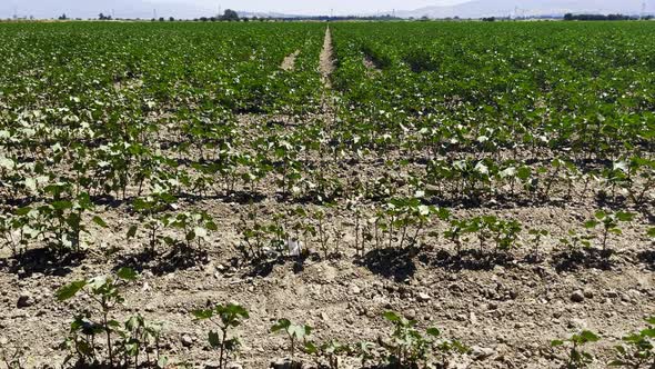 Cotton Plant Field And The Dry Cracked Soil 7