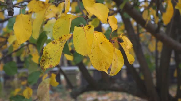 Yellow Autumn Leaves on a Branch Are Swayed By Light Breeze