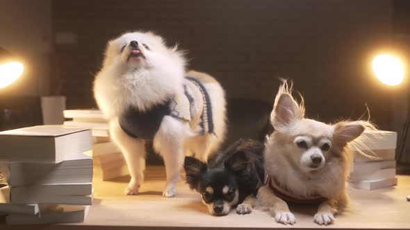 group of little lap dog chihuahua and pomeranian friends sit together