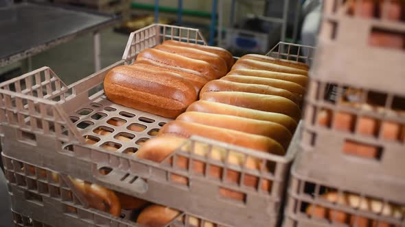 Young Baker Takes Fresh Loaves and Pastries From a Production Line or Container and Puts Them in