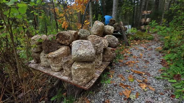 Brown Mushroom Formation Growing Outdoors