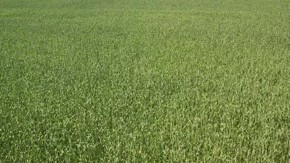 Green Wheat on a Wheat Field