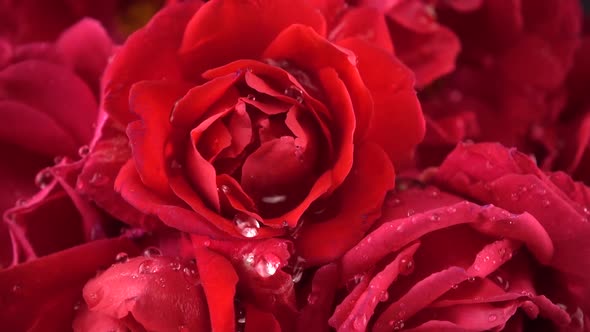 Falling drops of water on the buds of red roses.