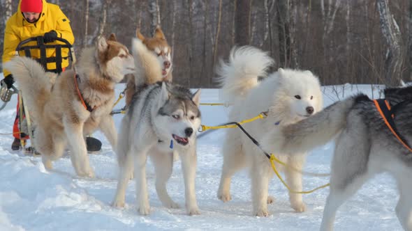 Musher Riding Husky Sledge in Winter Day