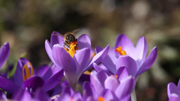 Honey Bee Collecting Pollen From Crocus Blossom