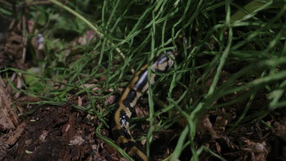 Burmese python disappearing into the grass - snakes in the wild