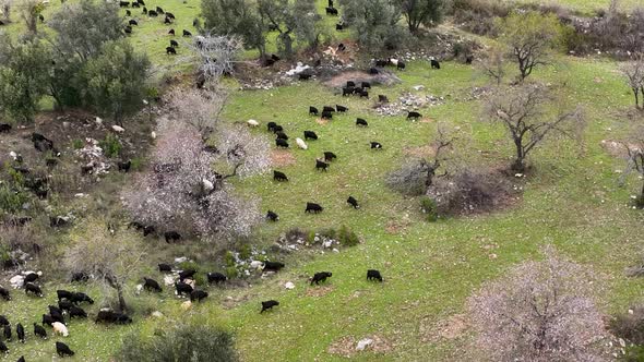 Herd of sheep in the mountains aerial view 4 K