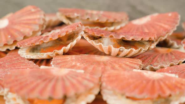 Shell of Live Scallops Opens and Closes Lying on Table