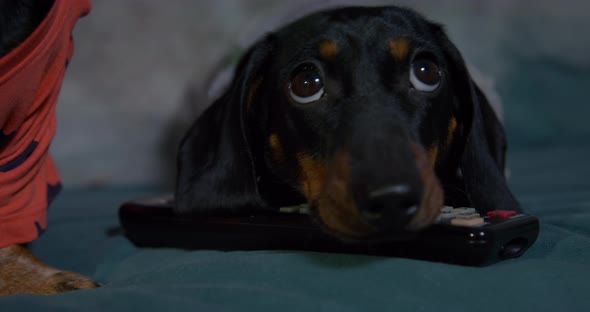 Mischievous Sad Dachshund Puppy Stayed Home Alone and Stole the TV Remote Control Put Its Head on It