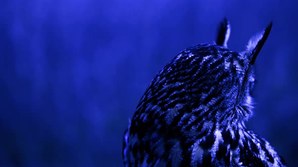 Eagle Owl turning head at night in dark forest - hunting bird of prey