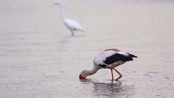 Yellow-billed Stork has success digging for food in the river bottom