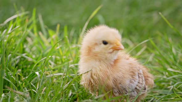 Newborn Poultry Chicken on Green Nature Background