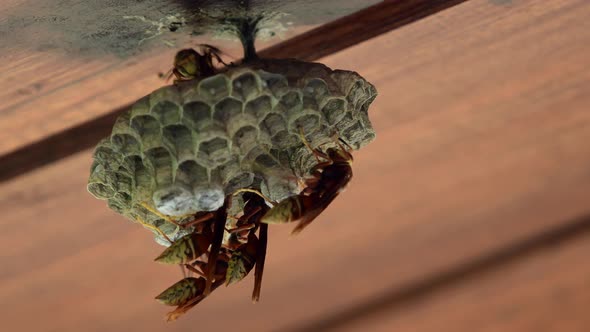 A group of paper wasps (Polistes cavapyta) work on their nest.
