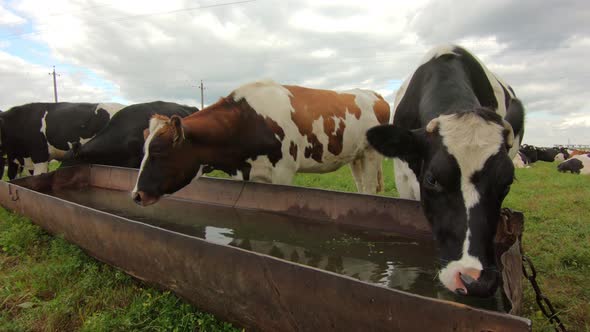 Cattle cow grazing in field. Cows drink water