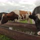Cattle cow grazing in field. Cows drink water - VideoHive Item for Sale