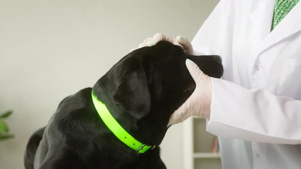 Veterinarian Conducting Examination of Black Labrador Eyes