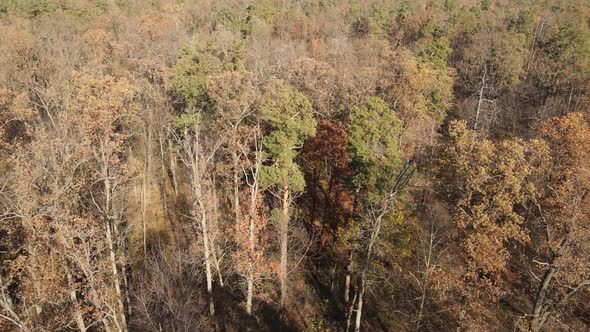 Forest with Trees in an Autumn Day