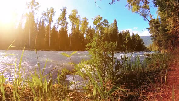 Meadow at Mountain River Bank. Landscape with Green Grass, Pine Trees and Sun Rays. Movement on